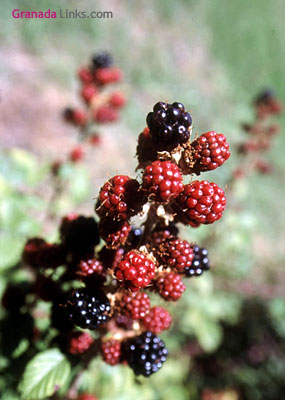 Zarzamoras
Juviles (Alpujarras), Granada